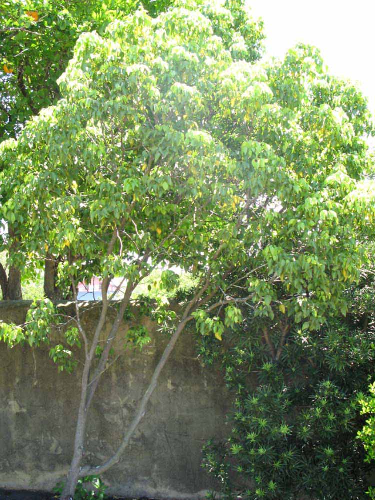            Habit (Winter Haven, FL)   